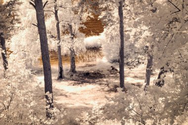 orman göl kenarında. Kızılötesi renkli görüntü