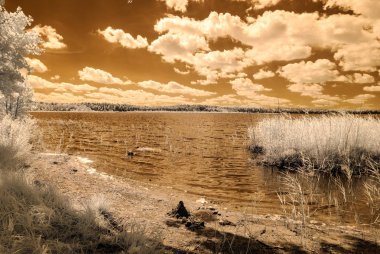 orman göl kenarında. Kızılötesi renkli görüntü