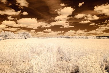 orman göl kenarında. Kızılötesi renkli görüntü