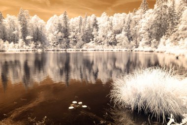 orman göl kenarında. Kızılötesi renkli görüntü