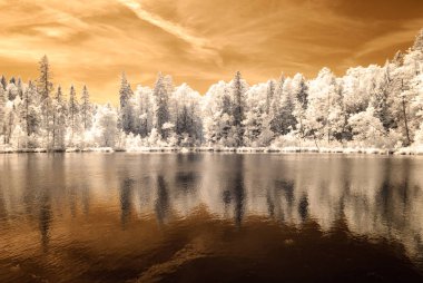 orman göl kenarında. Kızılötesi renkli görüntü