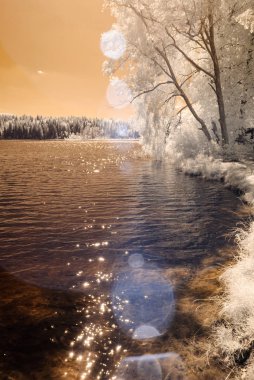 orman göl kenarında. Kızılötesi renkli görüntü