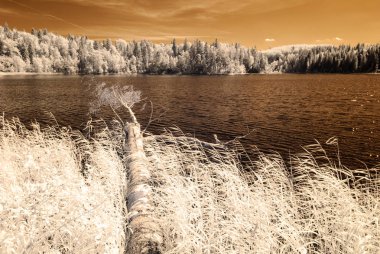 orman göl kenarında. Kızılötesi renkli görüntü