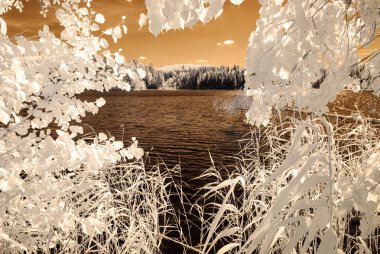 orman göl kenarında. Kızılötesi renkli görüntü