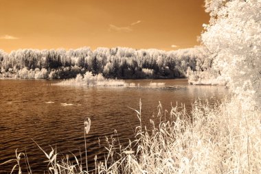 orman göl kenarında. Kızılötesi renkli görüntü