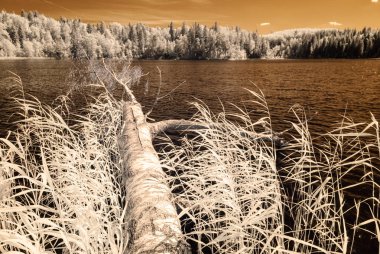 orman göl kenarında. Kızılötesi renkli görüntü