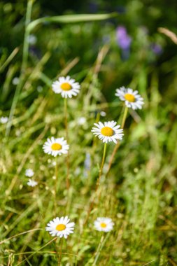 yeşil zemin üzerine beyaz bahar çiçekleri