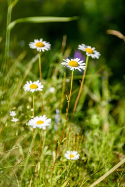 yeşil zemin üzerine beyaz bahar çiçekleri