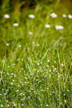 yeşil zemin üzerine beyaz bahar çiçekleri