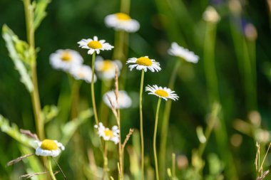 yeşil zemin üzerine beyaz bahar çiçekleri