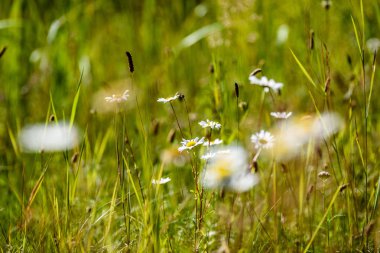 yeşil zemin üzerine beyaz bahar çiçekleri
