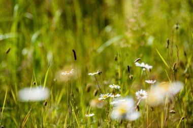 yeşil zemin üzerine beyaz bahar çiçekleri