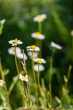 yeşil zemin üzerine beyaz bahar çiçekleri