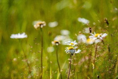 yeşil zemin üzerine beyaz bahar çiçekleri