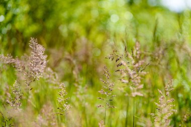 yeşil arka planda bahar çiçekleri