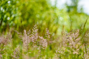 yeşil arka planda bahar çiçekleri