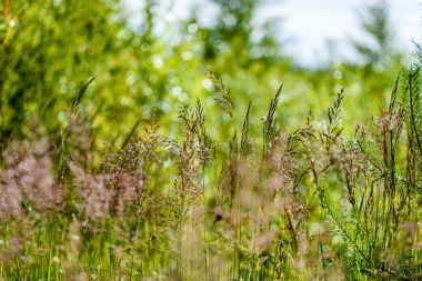yeşil arka planda bahar çiçekleri