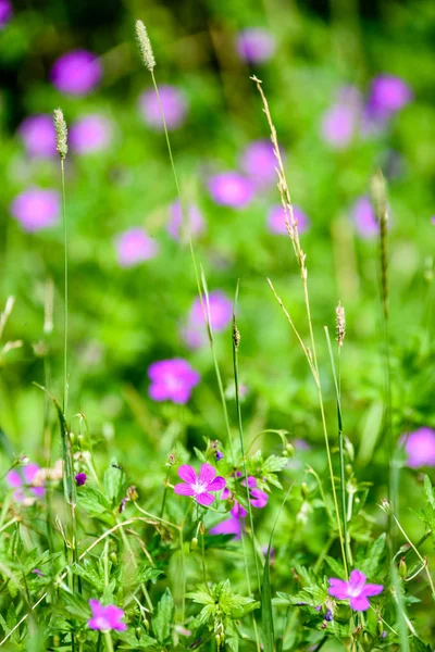 Flores de primavera púrpura sobre fondo verde —  Fotos de Stock