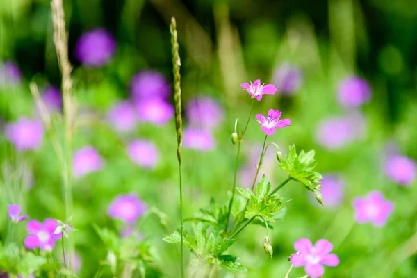 Fiori viola primavera su sfondo verde — Foto Stock