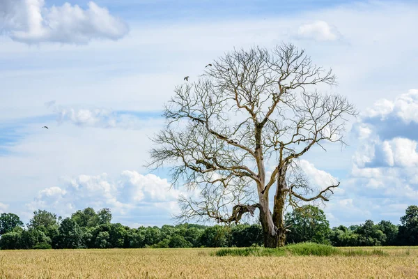 Lonely old dry tree against blue sky — Stock Photo, Image