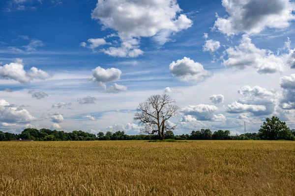 对蓝天的孤独的老干树 — 图库照片