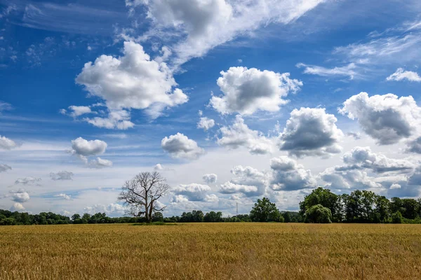 Samotny stary suchego drzewa przeciw błękitne niebo — Zdjęcie stockowe