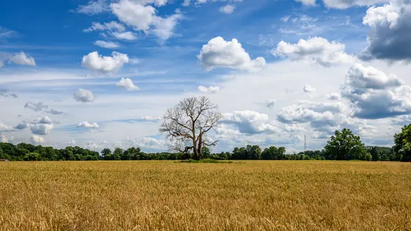 对蓝天的孤独的老干树 — 图库照片