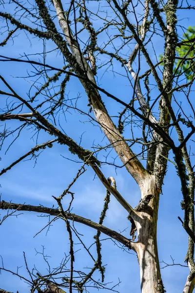 Viejo árbol seco contra el cielo azul — Foto de Stock