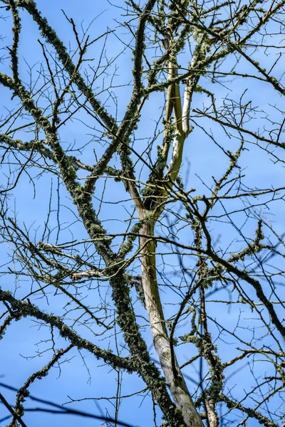 Vecchio albero secco contro il cielo blu — Foto Stock