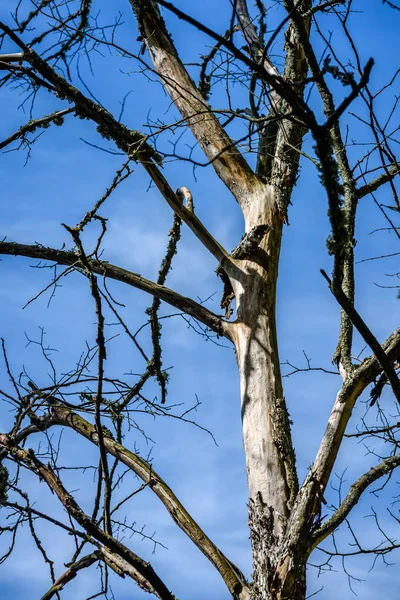 Alter trockener Baum vor blauem Himmel — Stockfoto