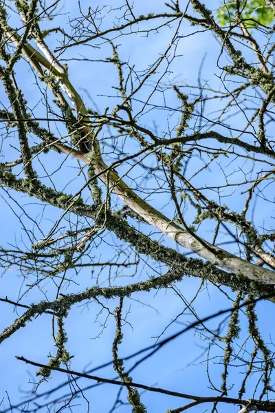 Vecchio albero secco contro il cielo blu — Foto Stock