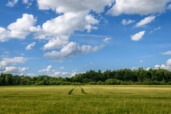 Sommerlandschaft mit Weizenfeld und Wolken — Stockfoto