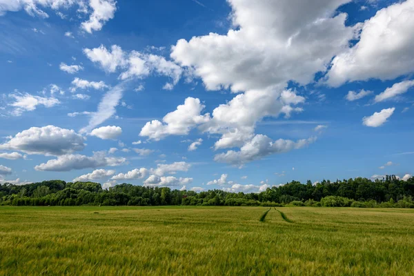 Buğday tarlası ve bulutlu yaz manzarası