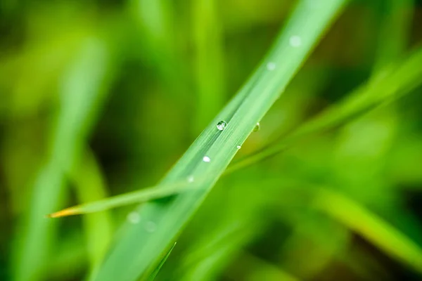 Herbe avec gouttes de rosée sur fond vert — Photo