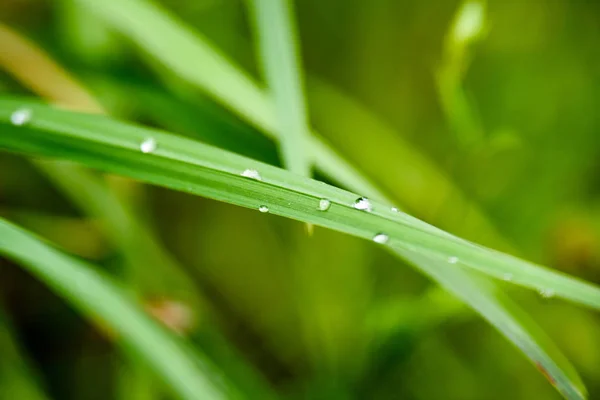 Hierba con gotas de rocío sobre fondo verde — Foto de Stock