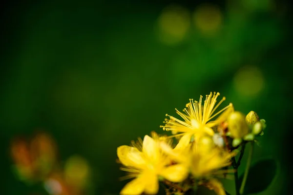 Yeşil arka planda bahar çiçekleri — Stok fotoğraf