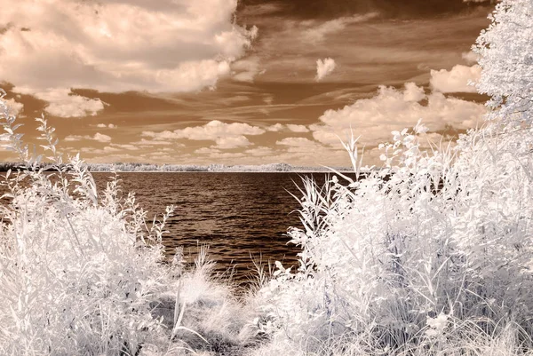 orman göl kenarında. Kızılötesi renkli görüntü