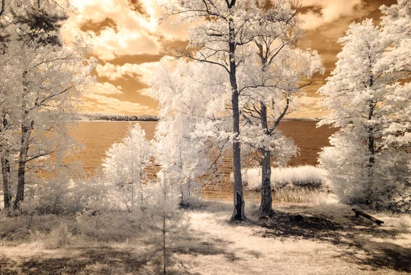 Bosque junto al lago. imagen de color infrarrojo — Foto de Stock