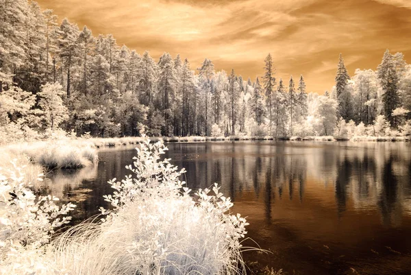 Forest by the lake. infrared colored image — Stock Photo, Image