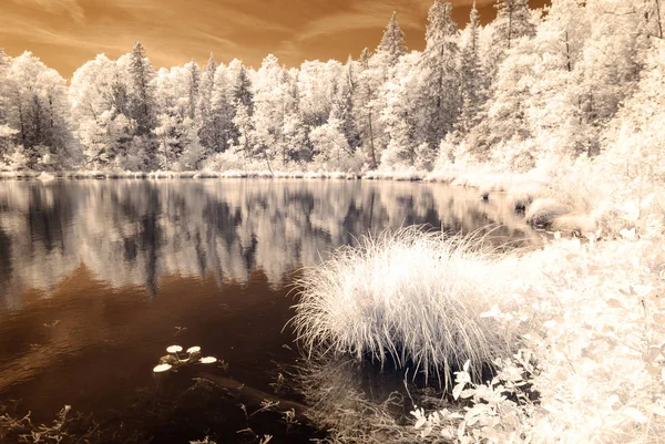 Metsä järven rannalla. infrapuna värillinen kuva — kuvapankkivalokuva