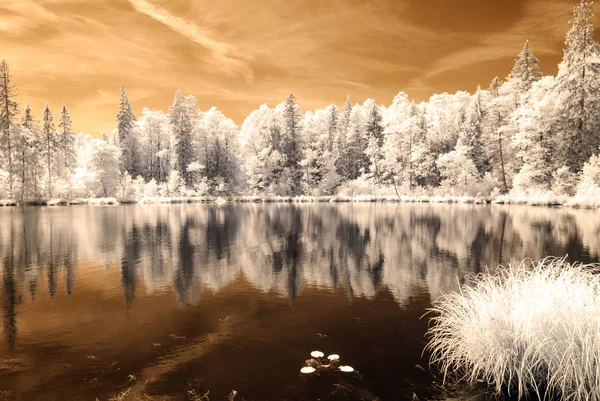 Forêt au bord du lac. image de couleur infrarouge — Photo