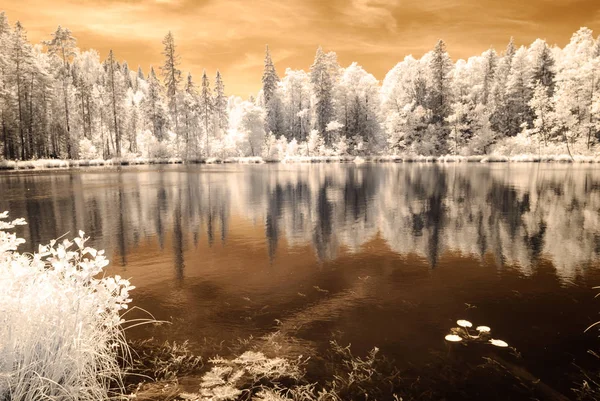 湖の森。赤外線の色イメージ — ストック写真