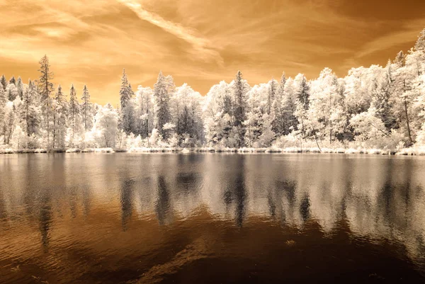 orman göl kenarında. Kızılötesi renkli görüntü