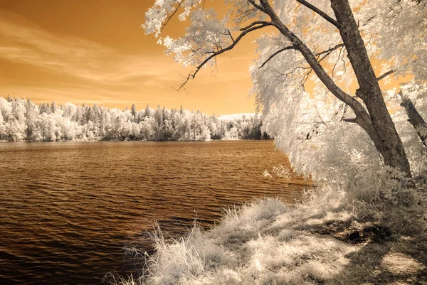 orman göl kenarında. Kızılötesi renkli görüntü