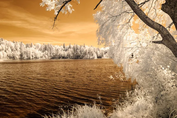 orman göl kenarında. Kızılötesi renkli görüntü