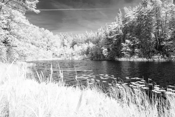 Orman göl kenarında. Kızılötesi renkli görüntü — Stok fotoğraf