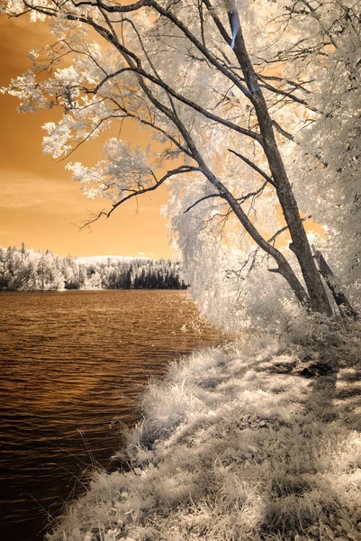 Bosque junto al lago. imagen de color infrarrojo —  Fotos de Stock