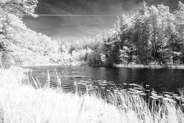 orman göl kenarında. Kızılötesi renkli görüntü