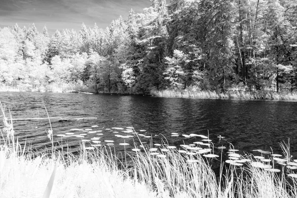 Les u jezera. infračervený obrázek barevný — Stock fotografie