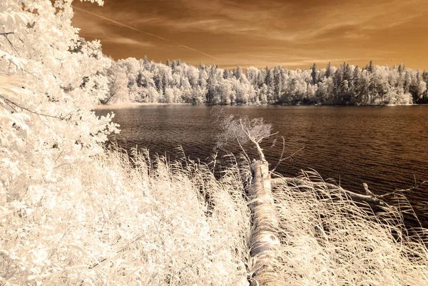 orman göl kenarında. Kızılötesi renkli görüntü